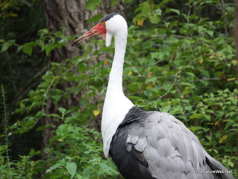 Waders